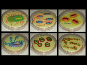 Petri Dish Cookies